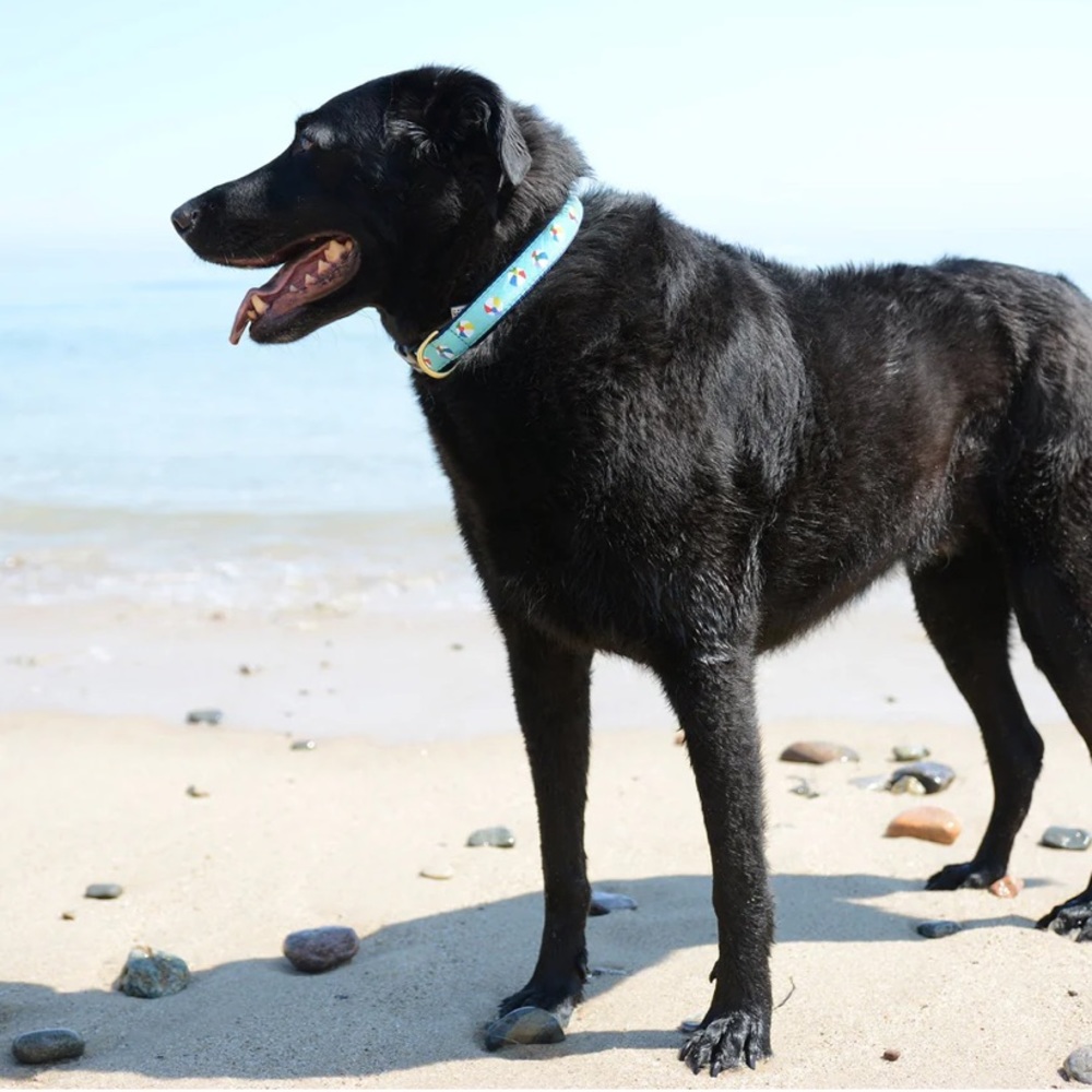 Up Country Inc. Beach Balls Dog Collar